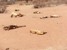 Livestock have perished in the current drought in Northern Kenya